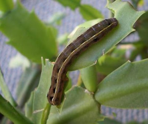Cutworm and Webworm